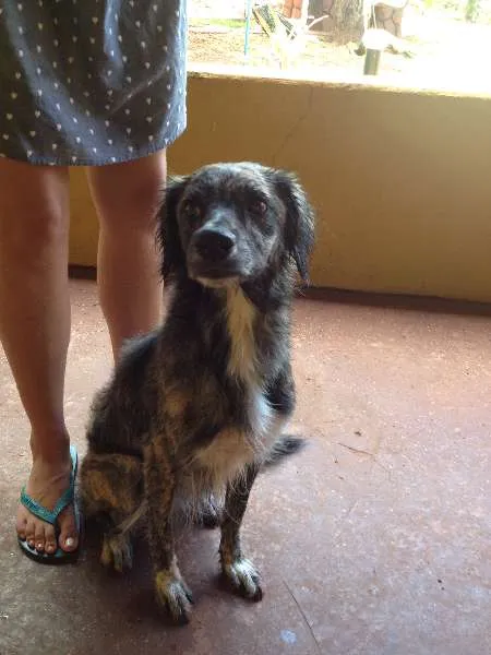 Cachorro ra a SRD idade 7 a 11 meses nome sem nome