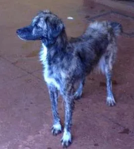 Cachorro ra a SRD idade 7 a 11 meses nome sem nome