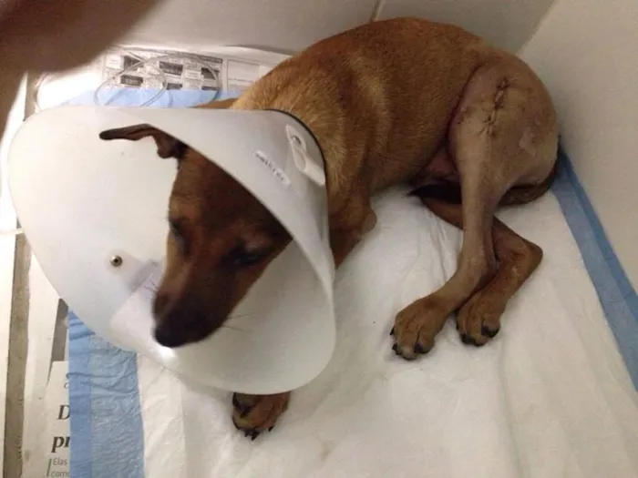 Cachorro ra a  idade  nome Zack (Canil SJ) #SPC
