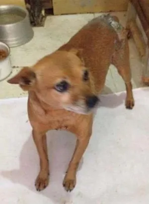 Cachorro raça  idade  nome Dimy (Canil SJ)
