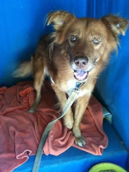 Cachorro ra a  idade  nome Rambo (Canil SJ) #SPC