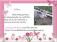 Felina (Canil SJ) #SPC