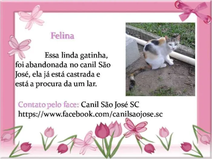 Gato ra a  idade  nome Felina (Canil SJ) #SPC