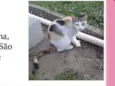 Felina (Canil SJ) #SPC