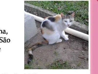 Gato ra a  idade  nome Felina (Canil SJ) #SPC