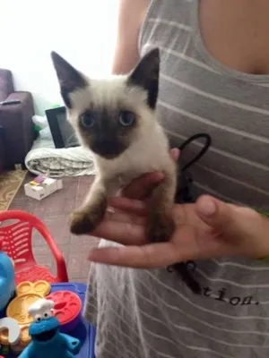 Gato raça  idade  nome Gato (Maria Cristin