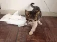 Gato (Daniela Are)