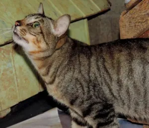 Gato raça  idade  nome Gato (Canil SJ)