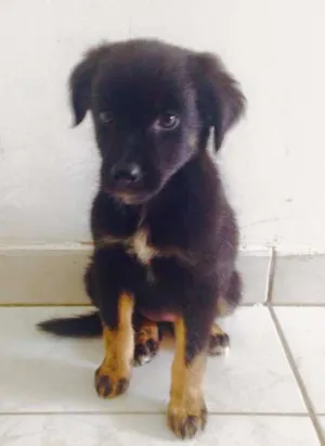 Cachorro raça vira lata idade 2 a 6 meses nome Bily