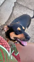 Bazu