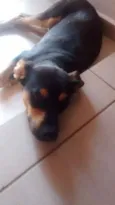 Bazu