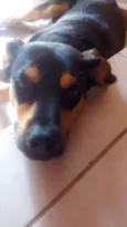 Bazu