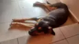 Bazu