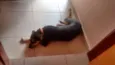 Bazu