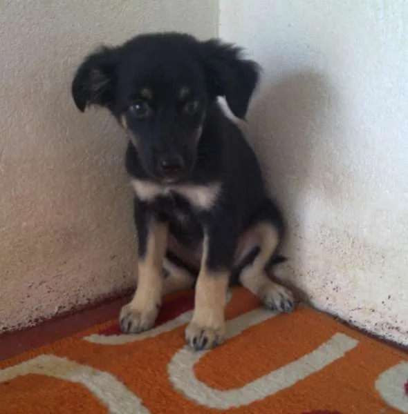 Cachorro raça desconhecida idade 2 a 6 meses nome sheron