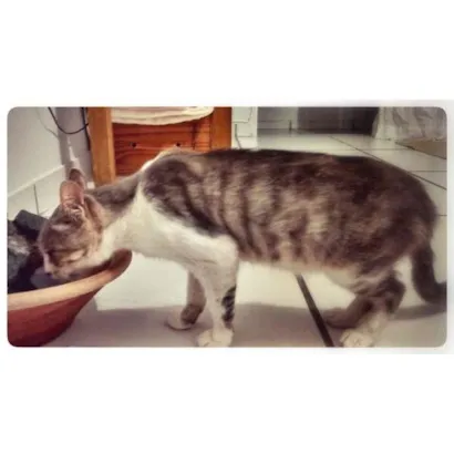 Gato raça SRD idade 7 a 11 meses nome Romeu