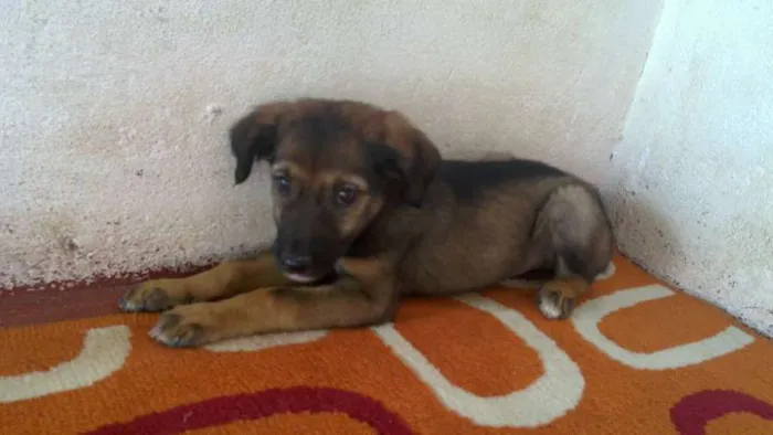Cachorro raça desconhecida idade 2 a 6 meses nome Sindy