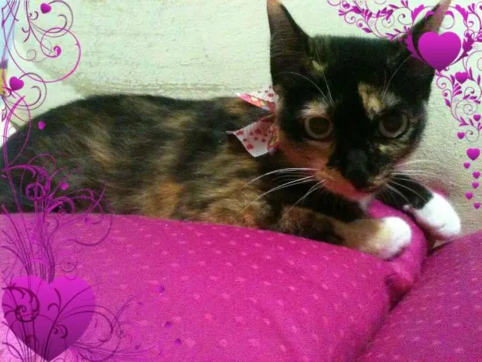 Gato ra a SRD idade 1 ano nome PRINCESA