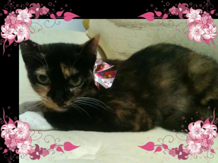 Gato ra a SRD idade 1 ano nome PRINCESA