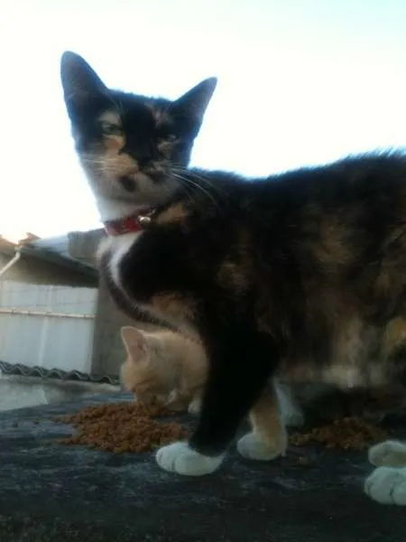 Gato ra a SRD idade 1 ano nome PRINCESA