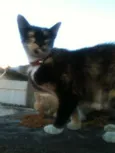 PRINCESA