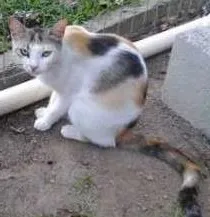 Gato ra a  idade  nome Felina (Canil SJ) #SPC