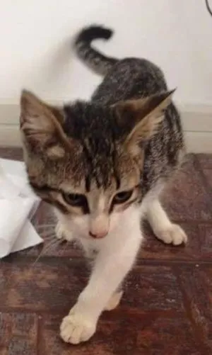 Gato raça  idade  nome Gato (Daniela Are)