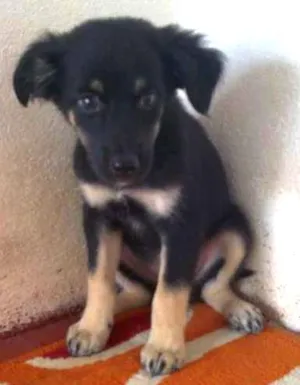 Cachorro raça desconhecida idade 2 a 6 meses nome sheron