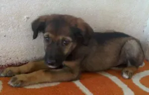 Cachorro raça desconhecida idade 2 a 6 meses nome Sindy