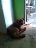 Scooby