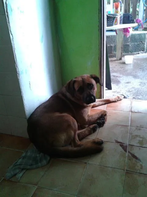 Cachorro ra a vira lata idade 2 anos nome Scooby