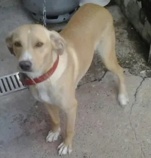 Cachorro raça Sem raça definida idade 4 anos nome Nicole