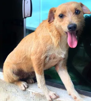 Cachorro raça SRD idade 1 ano nome Paçoca