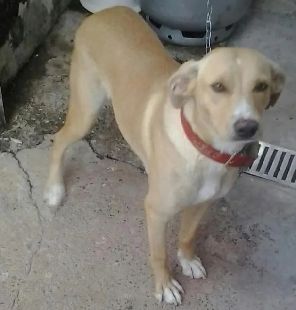 Cachorro ra a Sem raça definida idade 4 anos nome Nicole