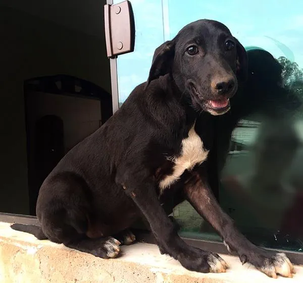 Cachorro ra a SRD idade 2 a 6 meses nome Dara