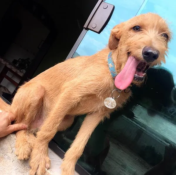 Cachorro ra a SRD idade 7 a 11 meses nome Fiapo