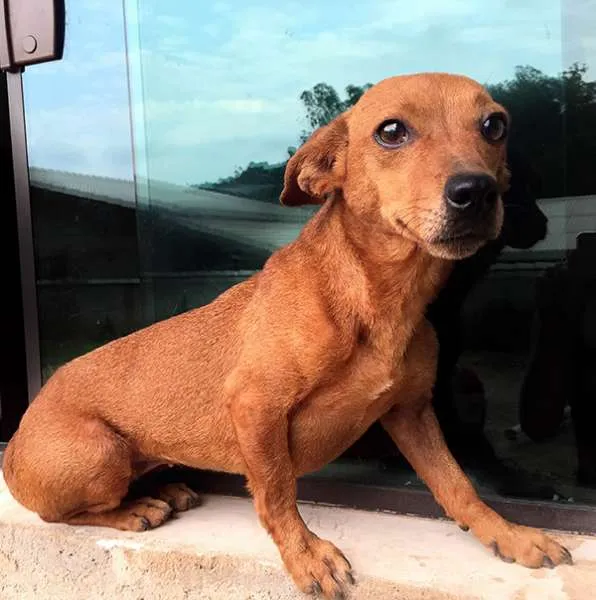 Cachorro ra a SRD idade 2 anos nome Susi