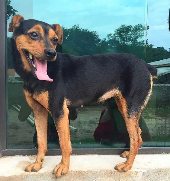 Cachorro ra a SRD idade 1 ano nome Pit