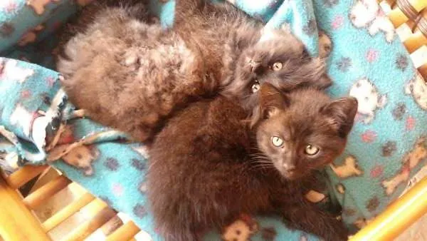 Gato ra a Persa idade Abaixo de 2 meses nome sem nome