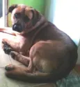 Scooby