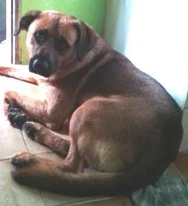 Cachorro raça vira lata idade 2 anos nome Scooby