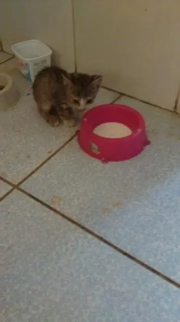 Gato ra a Vira Lata idade 2 a 6 meses nome Não tem