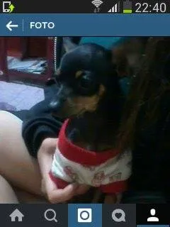 Cachorro ra a Pinscher idade 2 anos nome Chiquinha GRATIFICA