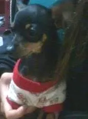 Cachorro ra a Pinscher idade 2 anos nome Chiquinha GRATIFICA