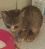 Gato ra a Vira Lata idade 2 a 6 meses nome Não tem