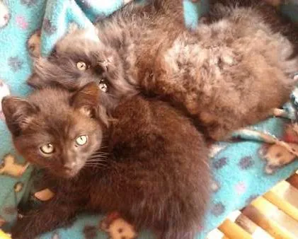 Gato ra a Persa idade Abaixo de 2 meses nome sem nome
