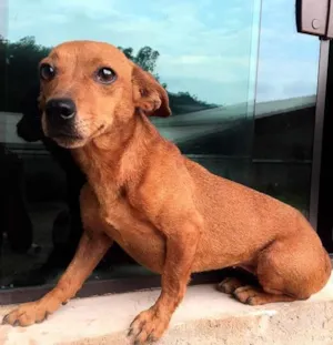Cachorro raça SRD idade 2 anos nome Susi