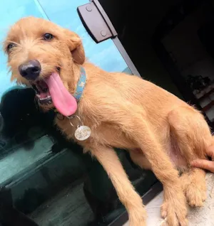 Cachorro raça SRD idade 7 a 11 meses nome Fiapo