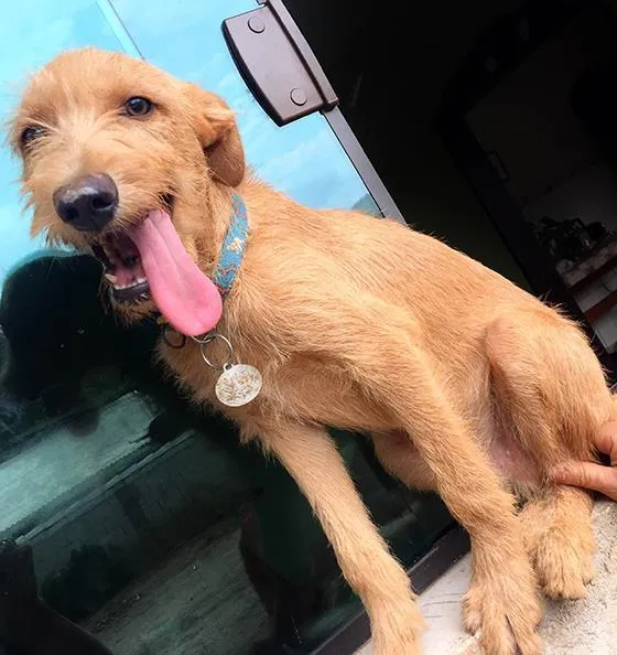 Cachorro ra a SRD idade 7 a 11 meses nome Fiapo