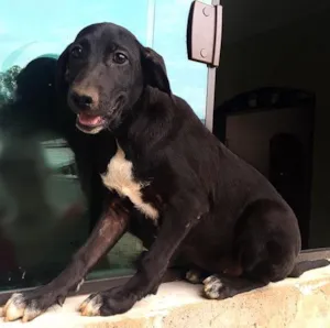 Cachorro raça SRD idade 2 a 6 meses nome Dara